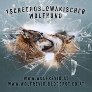 Tschechoslowakischer wolfhund